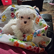 Sugar joined the competition — help win amazing prizes! puppy, dog, blanket, paw_prints, indoor, flooring, furniture, wood_floor, cozy, pet, cute, small_dog, white_dog, relaxing, legs, colorful, living_room, domestic, companion, home