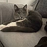 Mia joined the competition — help win amazing prizes! cat, gray_cat, white_paws, green_eyes, feline, pet, indoor, couch, furniture, relaxed, resting, whiskers, fur, domestic_animal, animal, cozy, home, looking, seated, cute