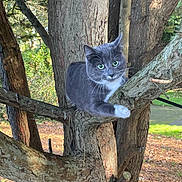 Mia joined the competition — help win amazing prizes! cat, tree, branch, outdoor, animal, gray_cat, white_paw, fur, green_eyes, nature, sunlight, bark, wildlife, curious, pet, mammal, close_up, daylight, park, forest