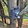 cat, tree, branch, outdoor, animal, gray_cat, white_paw, fur, green_eyes, nature, sunlight, bark, wildlife, curious, pet, mammal, close_up, daylight, park, forest