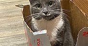 Mia joined the competition — help win amazing prizes! cat, gray_cat, white_fur, cardboard_box, diet_coke, indoor, floor, wooden_floor, pet, animal, curious, alert, feline, household, container, box, sitting, looking, close_up, domestic_animal