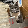 cat, gray_cat, white_fur, cardboard_box, diet_coke, indoor, floor, wooden_floor, pet, animal, curious, alert, feline, household, container, box, sitting, looking, close_up, domestic_animal