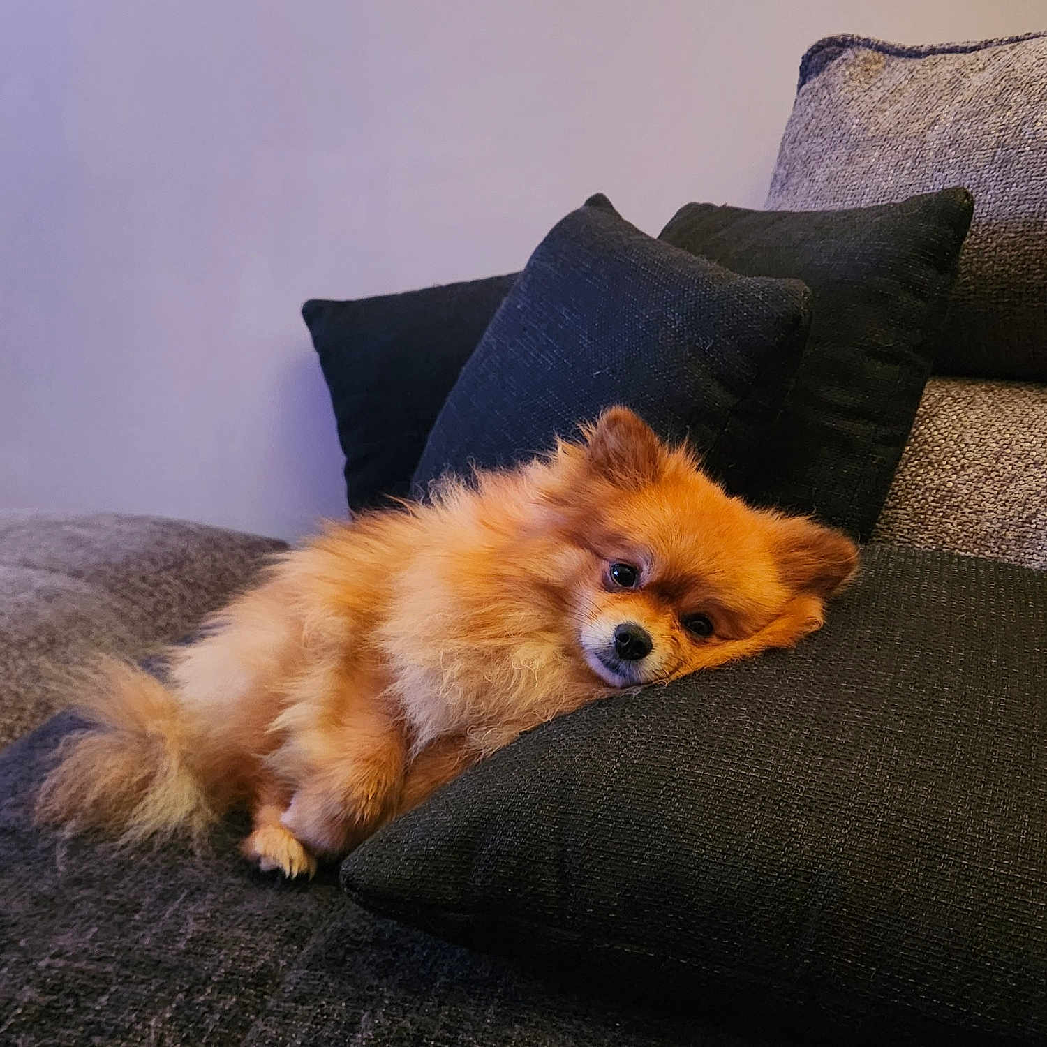 Urban a rejoint le concours — aidez-le/la à gagner de superbes lots ! animal, brown, companion, couch, cozy, cute, dog, domestic, fluffy, fur, home, indoor, laying, pet, pillow, pomeranian, relaxed, resting, small_dog, soft