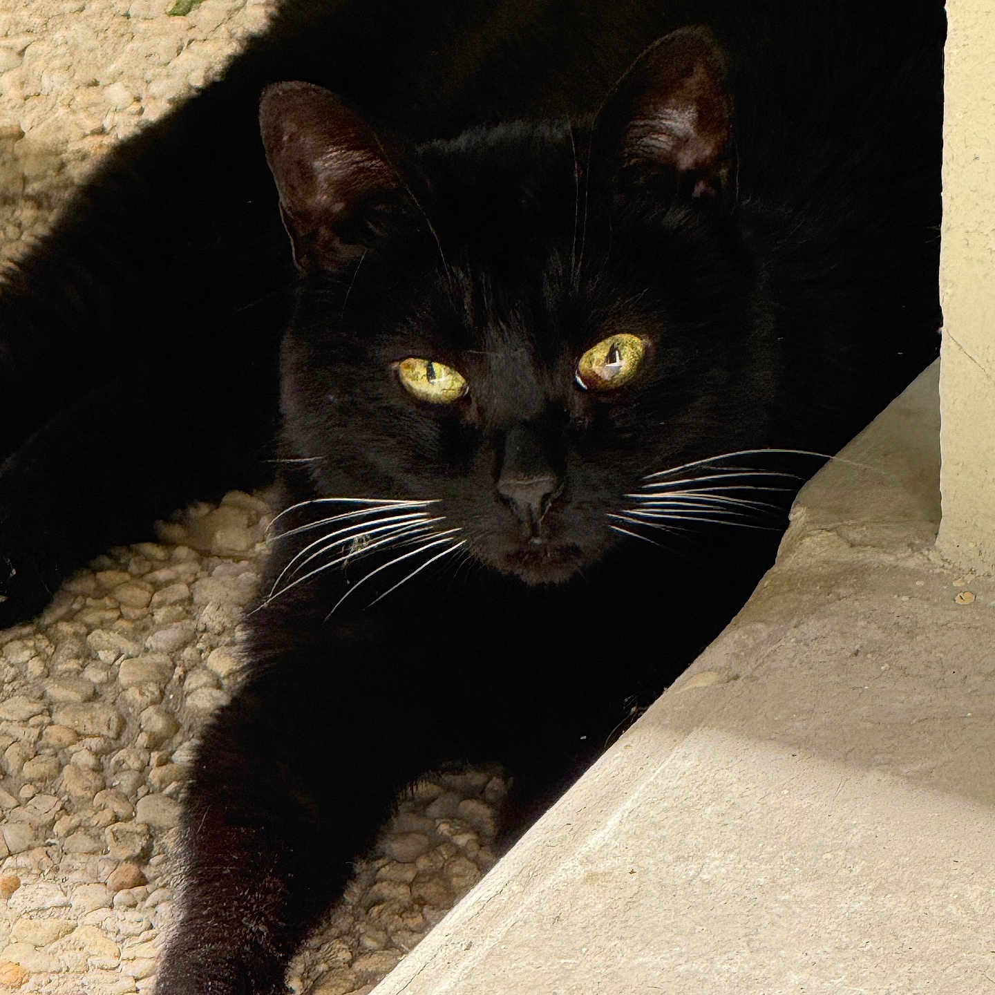 Gabanna participe au concours pour gagner de l'argent avec cette photo : animal, black_cat, cat, claws, closeup, daylight, feline, fur, lying_down, nature, outdoor, paw, pet, relaxed, shadow, stone_surface, texture, whiskers, wildlife, yellow_eyes