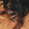 Lena a rejoint le concours — aidez-le/la à gagner de superbes lots ! dog, german_shepherd, tile_floor, lying_down, pet, animal, fur, paw, ears, lock_screen, time, date, phone, screen, text_overlay, indoor, brown, black, calm, looking_away