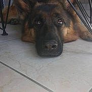 Lena participe au concours pour gagner de l'argent avec cette photo : dog, german_shepherd, floor, tile, indoor, table, metal_legs, pet, animal, lying_down, face, ears, eyes, snout, resting, home, background, shadow, screen_capture, date