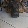 animal, background, date, dog, ears, eyes, face, floor, german_shepherd, home, indoor, lying_down, metal_legs, pet, resting, screen_capture, shadow, snout, table, tile
