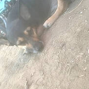 Killa participe au concours pour gagner de l'argent avec cette photo : dog, sleeping, outdoor, dirt, paw, black_fur, brown_fur, canine, pet, animal, resting, closeup, blur, hazy, ground, laying, relaxed, nature, domestic_animal, quiet
