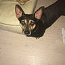 Killa a rejoint le concours — aidez-le/la à gagner de superbes lots ! dog, black_dog, tan_dog, pet, indoor, floor, cushion, shoe, footwear, looking_up, animal, domestic_animal, mammal, curious, companion, household, domestic, paw, canine, pet_indoor
