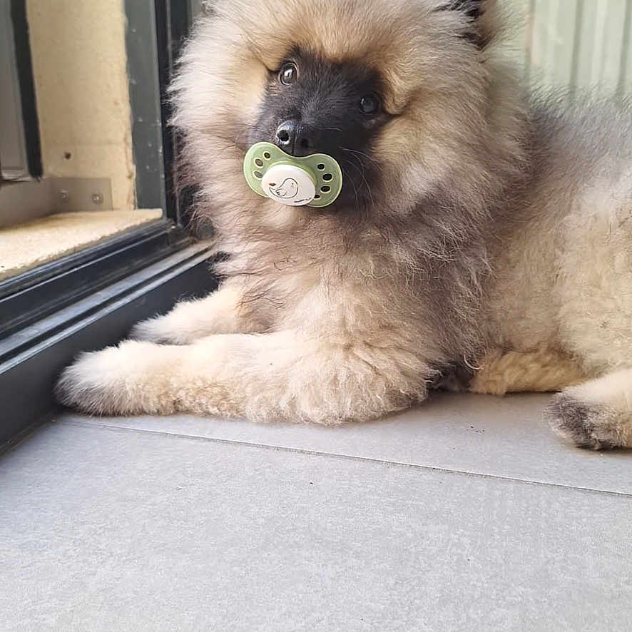 Bella
