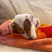 Usky a rejoint le concours — aidez-le/la à gagner de superbes lots ! animal, blanket, colorful, comfort, couch, cozy, cute, dog, fur, home, indoor, pet, pillows, puppy, relaxation, resting, sleeping, small_dog, snuggling, soft