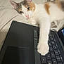 animal, bed, calico, cat, cozy, cute, domestic, feline, gray, indoor, keyboard, laptop, orange, paw, pet, relaxed, resting, sleepy, technology, white