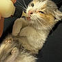 Uzi is registered to the contest to win money with this photo: animal, baby_animal, blanket, bottle, care, closeup, comfort, cozy, cute, domestic, feeding, fur, hand, indoor, kitten, love, nails, pet, resting, small