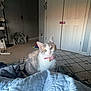 Uzi joined the competition — help win amazing prizes! animal, bedroom, carpet, cat, collar, curious, cute, domestic, door, ears, feline, floor_fan, fur, home, indoor, lamp, pet, quilt, whiskers, yellow_eyes