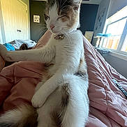 Uzi joined the competition — help win amazing prizes! bedroom, bell, cat, cat_tree, collar, comfort, cozy, domestic_animal, feline, fur, home, indoor, pet, pink_blanket, relaxed, resting, sleepy, soft_light, whiskers, window