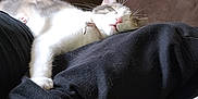 Uzi joined the competition — help win amazing prizes! arm, casual_clothing, cat, close_up, comfortable, companion, couch, cozy, domestic_animal, feline, fur, human_arm, indoor, pet, pink_nose, relaxation, resting, sleeping, soft, whiskers