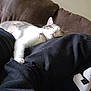 arm, casual_clothing, cat, close_up, comfortable, companion, couch, cozy, domestic_animal, feline, fur, human_arm, indoor, pet, pink_nose, relaxation, resting, sleeping, soft, whiskers