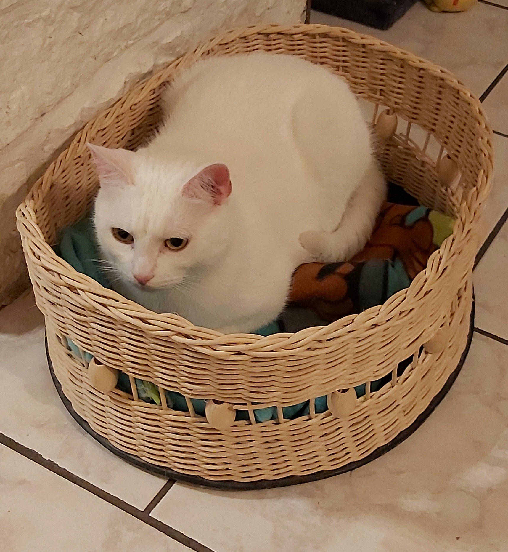 Speed participe au concours pour gagner de l'argent avec cette photo : basket, beige, box, carnivore, cat, cat_supply, comfort, domestic_short_haired_cat, fashion_accessory, fawn, felidae, fur, home_accessories, paper_product, pet_supply, small_to_medium_sized_cats, storage_basket, whiskers, wicker, wood