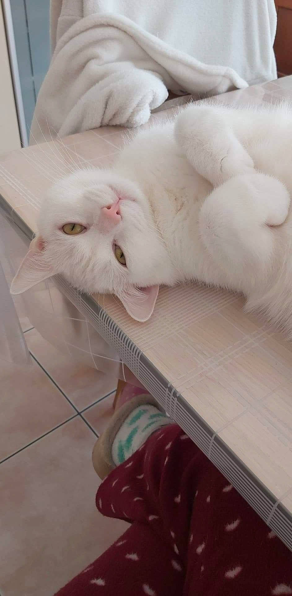 Speed participe au concours pour gagner de l'argent avec cette photo : carnivore, cat, claw, comfort, fawn, felidae, flooring, fur, hardwood, paw, pet_supply, room, small_to_medium_sized_cats, tail, whiskers, wood