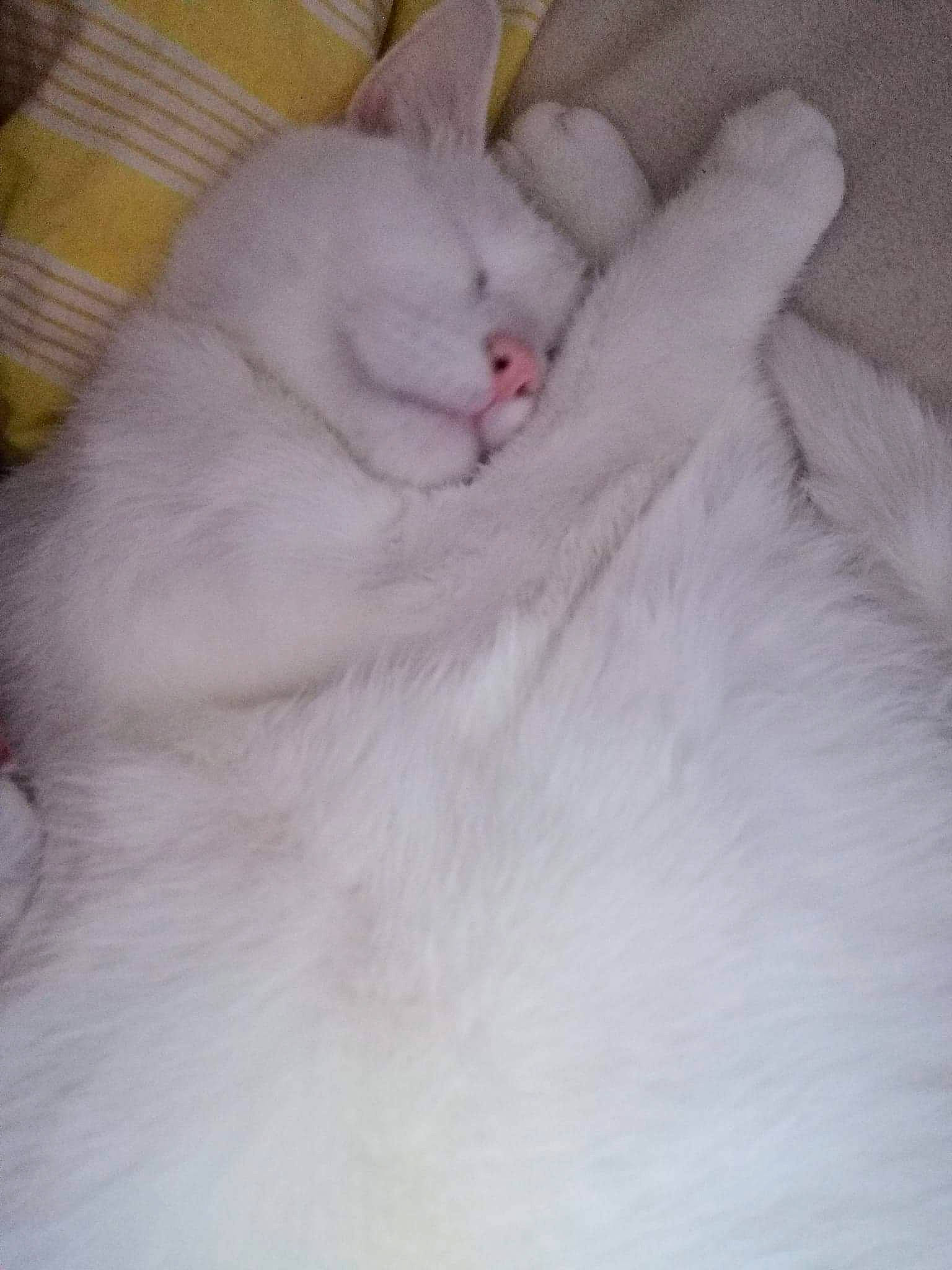 Speed a rejoint le concours — aidez-le/la à gagner de superbes lots ! carnivore, cat, comfort, felidae, fur, paw, small_to_medium_sized_cats, snow, tail, whiskers