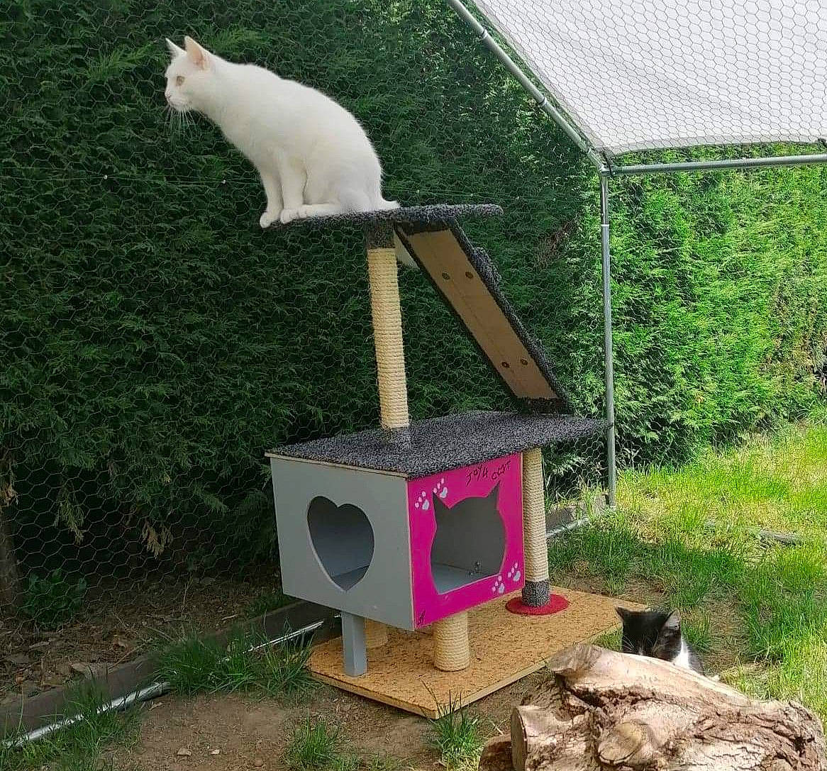 Speed participe au concours pour gagner de l'argent avec cette photo : backyard, bird_supply, birdhouse, cage, cat, dog_supply, felidae, garden, grass, mesh, pet_supply, plant, small_to_medium_sized_cats, tail, tree, wildlife, wood