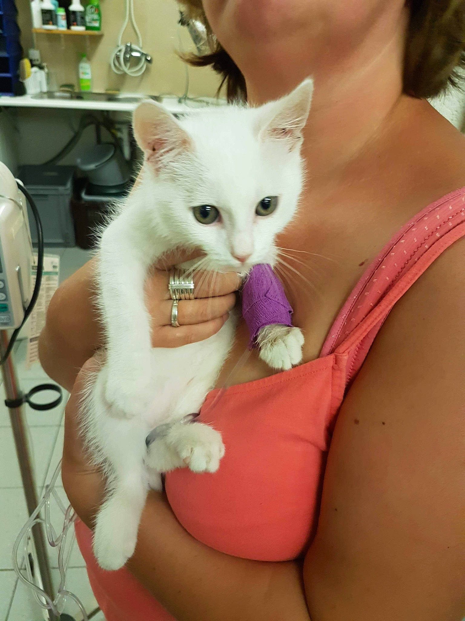 Speed participe au concours pour gagner de l'argent avec cette photo : abdomen, carnivore, cat, chest, collar, comfort, domestic_short_haired_cat, ear, eyelash, fawn, felidae, fur, gesture, iris, kitchen_appliance, paw, sitting, small_to_medium_sized_cats, tail, whiskers