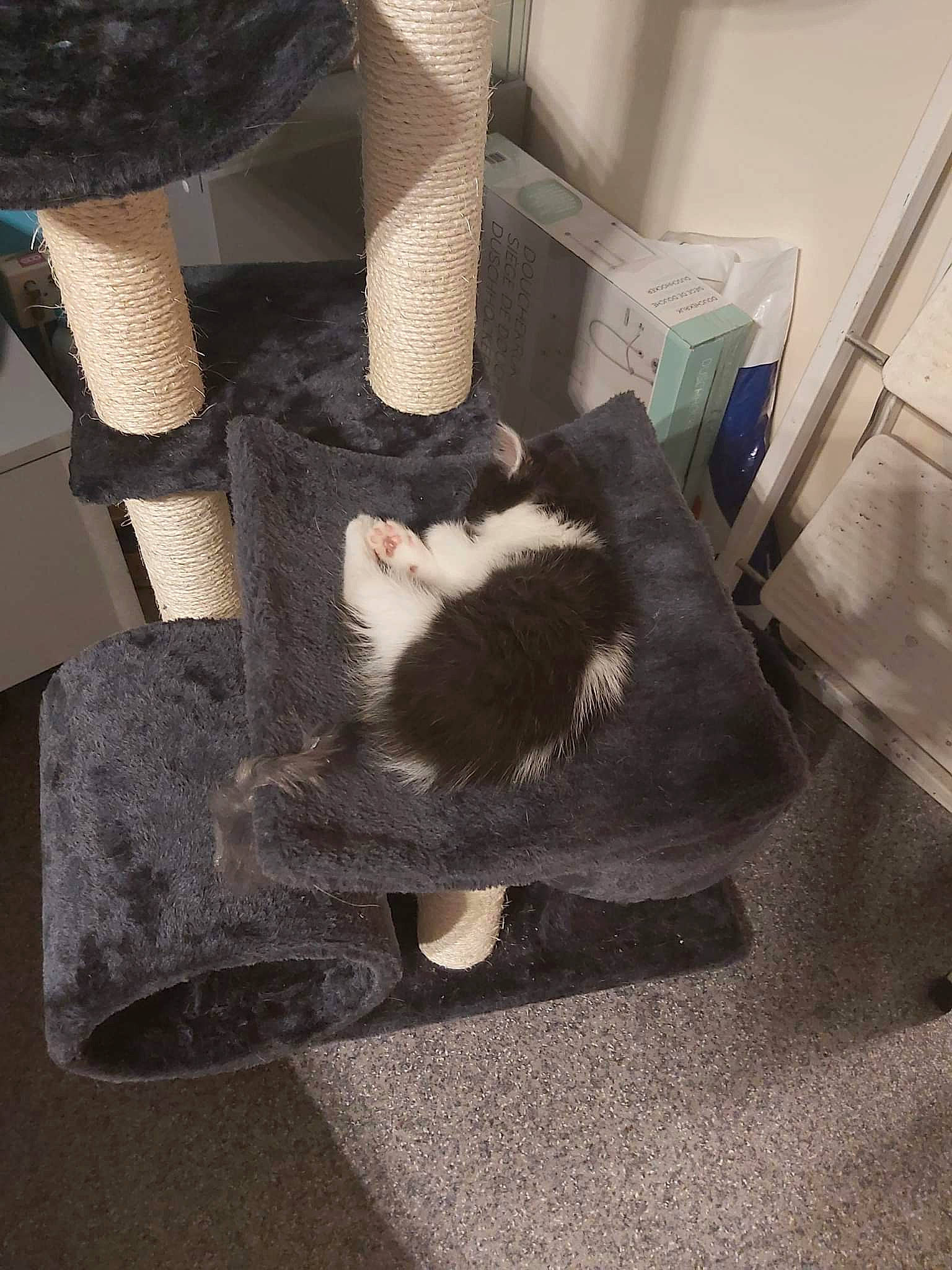 Duchesse participe au concours pour gagner de l'argent avec cette photo : carnivore, cat, chair, comfort, domestic_short_haired_cat, fawn, felidae, flooring, foot, fur, human_leg, room, small_to_medium_sized_cats, sock, stuffed_toy, tail, thigh, whiskers, wood, wool