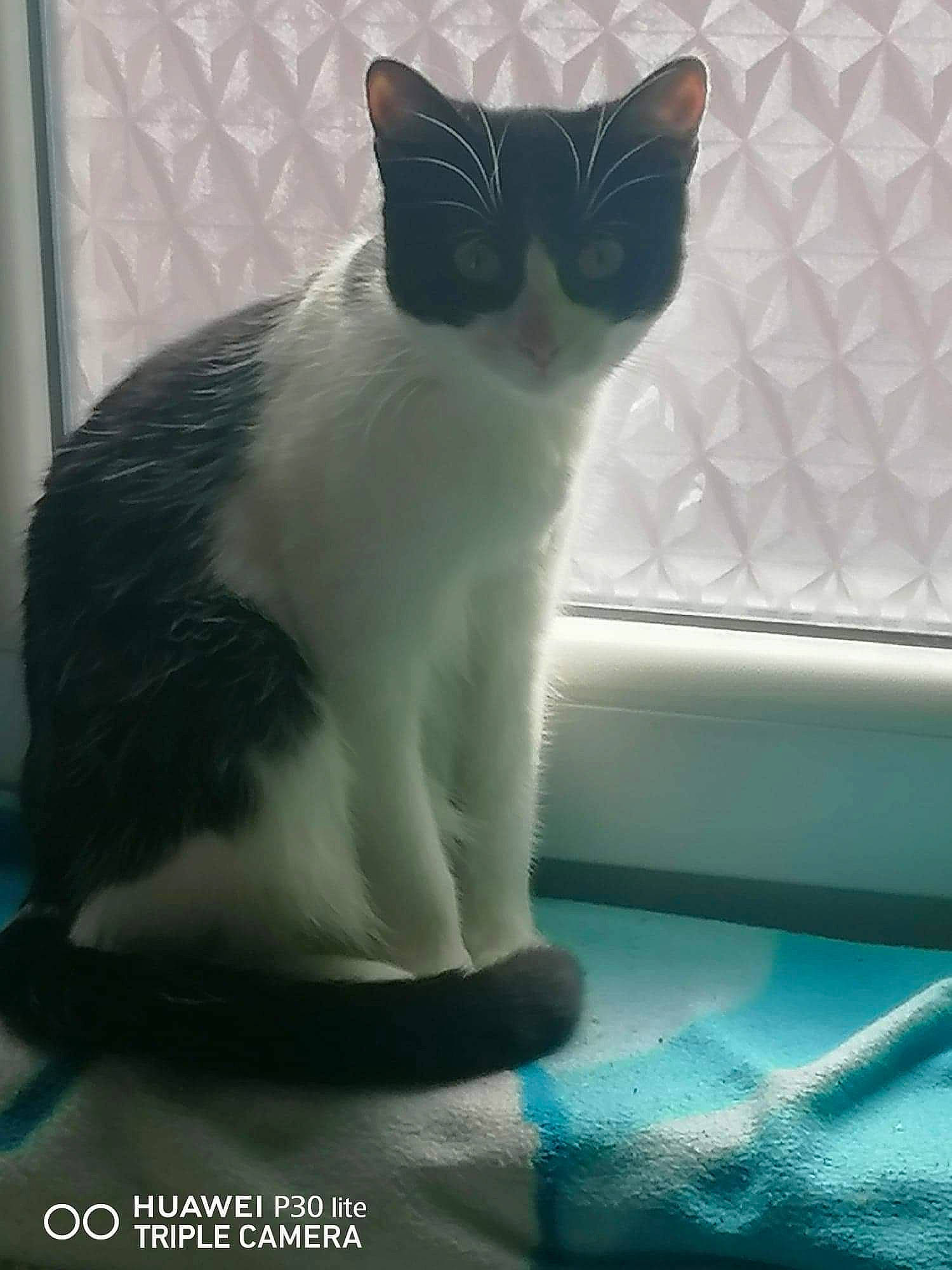 Duchesse participe au concours pour gagner de l'argent avec cette photo : black_cat, carnivore, cat, cat_supply, claw, comfort, domestic_short_haired_cat, felidae, foot, fur, human_leg, linens, paw, sitting, small_to_medium_sized_cats, snout, tail, whiskers