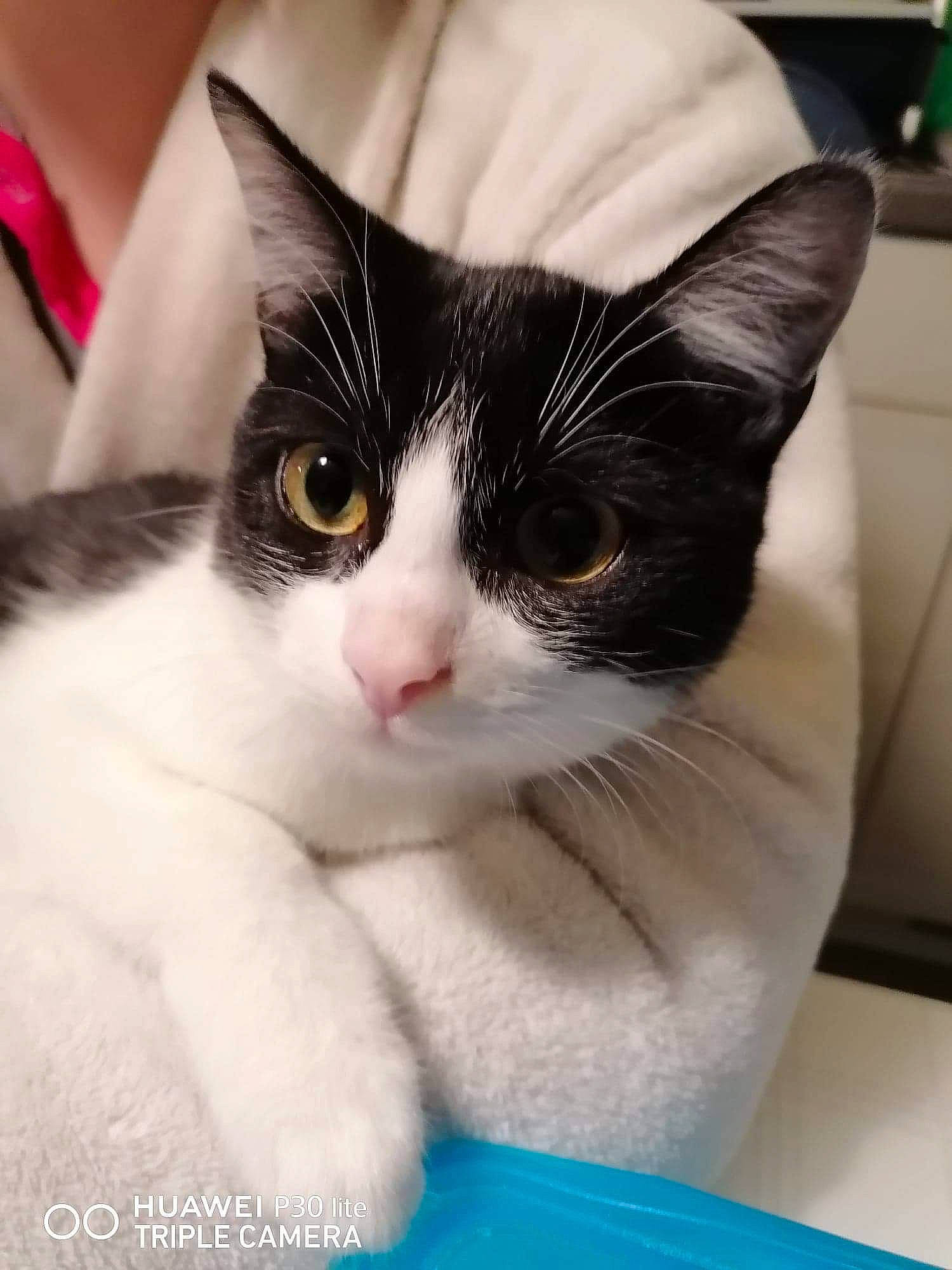 Duchesse a rejoint le concours — aidez-le/la à gagner de superbes lots ! carnivore, cat, comfort, domestic_short_haired_cat, felidae, fur, paw, small_to_medium_sized_cats, snout, whiskers