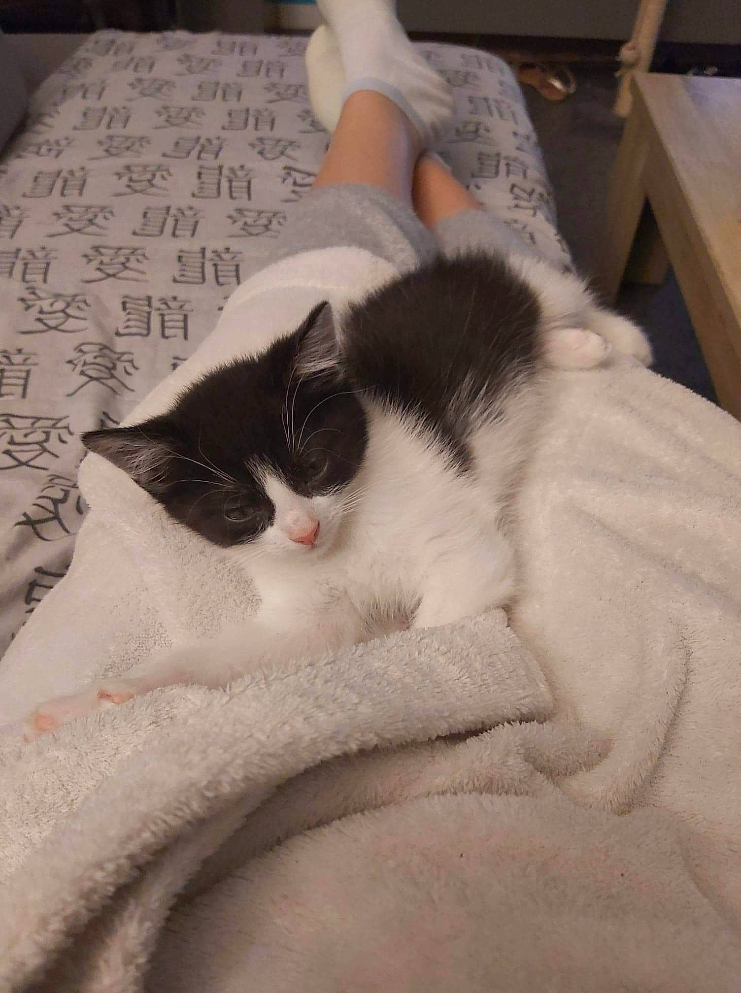 Duchesse participe au concours pour gagner de l'argent avec cette photo : bed, bed_sheet, bedding, carnivore, cat, comfort, domestic_short_haired_cat, felidae, fur, grey, human_leg, linens, nap, paw, room, sleep, small_to_medium_sized_cats, snout, tail, whiskers