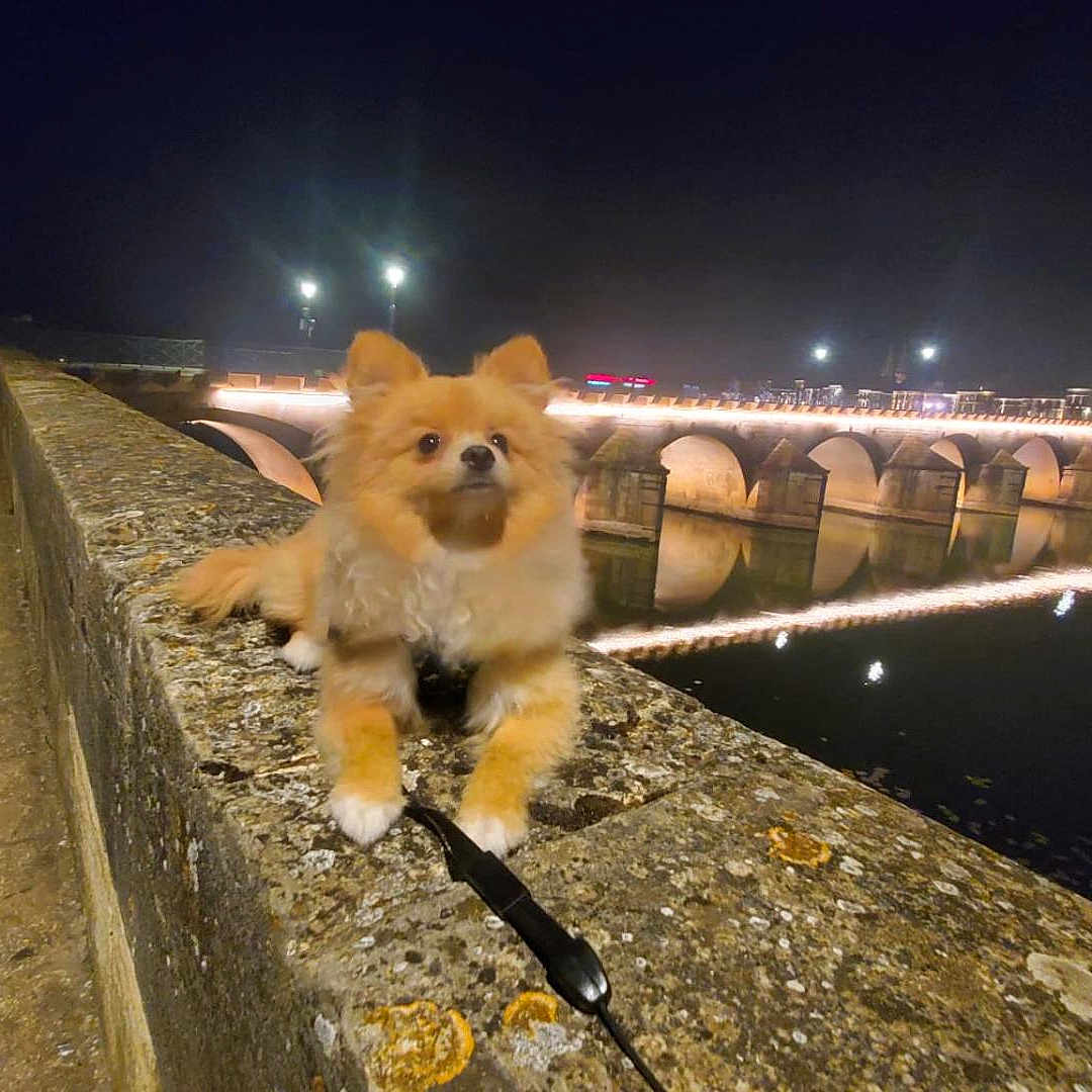 Caramel participe au concours pour gagner de l'argent avec cette photo : animal, bridge, canine, city, dog, landmark, lighting, metropolis, nature, night, outdoors, path, pet, puppy, road, street, urban, walkway, water, waterfront