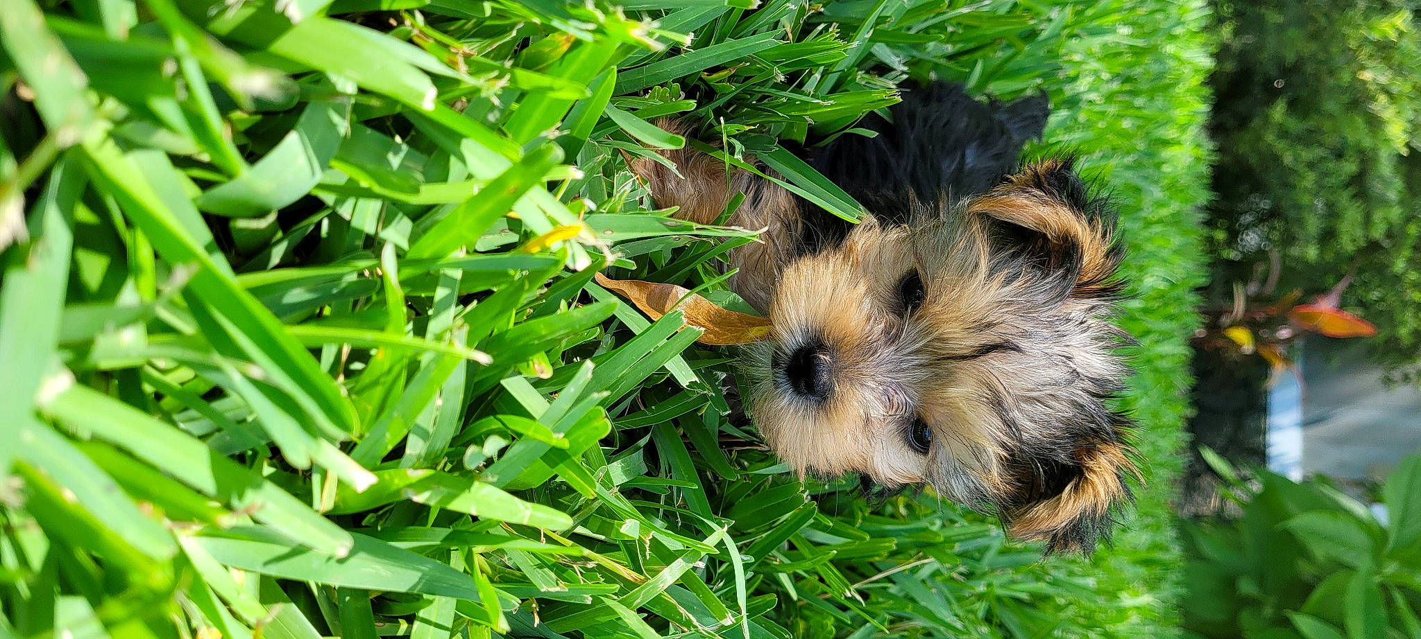 Lucy is registered to the contest to win money with this photo: carnivore, dog, event, flowering_plant, grass, groundcover, plant, rodent, sedge_family, small_terrier, snout, tableware, terrestrial_animal, terrestrial_plant, terrier, vegetation