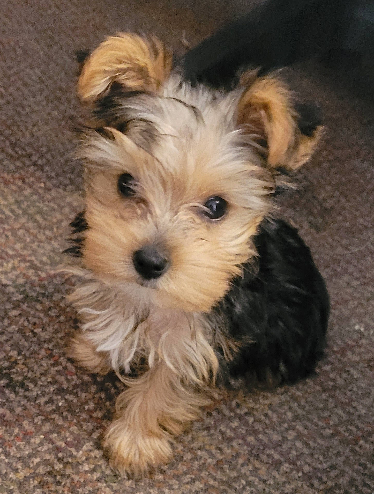 Lucy is registered to the contest to win money with this photo: biewer_terrier, canidae, carnivore, companion_dog, dog, dog_breed, dog_supply, fawn, fur, maltepoo, non_sporting_group, puppy, small_terrier, snout, sporting_group, terrestrial_animal, terrier, toy_dog, working_animal, yorkipoo