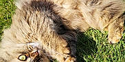 Olga a rejoint le concours — aidez-le/la à gagner de superbes lots ! animal, cat, close_up, cute, daylight, feline, fluffy, fur, grass, green_eyes, nature, outdoor, paw, pet, playful, relaxed, rolling, sunlight, tabby, whiskers