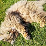 animal, cat, close_up, cute, daylight, feline, fluffy, fur, grass, green_eyes, nature, outdoor, paw, pet, playful, relaxed, rolling, sunlight, tabby, whiskers
