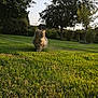 Olga participe au concours pour gagner de l'argent avec cette photo : animal, backyard, cat, daylight, feline, fur, garden, grass, greenery, landscape, mammal, nature, outdoor, peaceful, pet, shrub, summer, sunlight, tree, walking