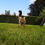 Olga participe au concours pour gagner de l'argent avec cette photo : animal, blue_sky, cat, confident, daylight, fur, garden, grass, greenery, hedge, leaves, nature, outdoor, park, pet, playful, slide, tail, tree, walking