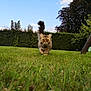 animal, blue_sky, cat, confident, daylight, fur, garden, grass, greenery, hedge, leaves, nature, outdoor, park, pet, playful, slide, tail, tree, walking