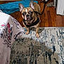 Zym is registered to the contest to win money with this photo: dog, french_bulldog, pet, indoor, floor, rug, wooden_floor, furniture, chair, table, toy, leash, curious, alert, ears, brown_dog, collar, black_harness, home, cozy