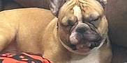 Zym joined the competition — help win amazing prizes! dog, french_bulldog, sleeping, couch, cushion, blanket, indoor, pet, relaxed, cozy, fur, ears, face, resting, comfort, home, animal, snout, paw, brown
