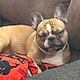 dog, french_bulldog, sleeping, couch, cushion, blanket, indoor, pet, relaxed, cozy, fur, ears, face, resting, comfort, home, animal, snout, paw, brown