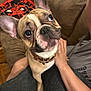 Zym is registered to the contest to win money with this photo: dog, french_bulldog, pet, animal, brown, white, collar, ears, face, eyes, person, hand, couch, blanket, indoor, fur, closeup, lap, looking_up, cute