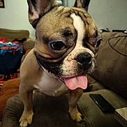 Zym is registered to the contest to win money with this photo: dog, french_bulldog, tongue_out, pet, indoor, couch, animal, close_up, cute, brown, white, ears, face, snout, fur, domestic_animal, living_room, household, companion, playful