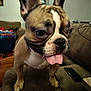 dog, french_bulldog, tongue_out, pet, indoor, couch, animal, close_up, cute, brown, white, ears, face, snout, fur, domestic_animal, living_room, household, companion, playful