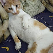 Miss Kitty joined the competition — help win amazing prizes! animal, bed, blanket, cat, comfort, cozy, cute, domestic_animal, feline, fur, indoor, lying_down, orange_and_white, paw, pet, relaxed, resting, sleepy, soft, whiskers