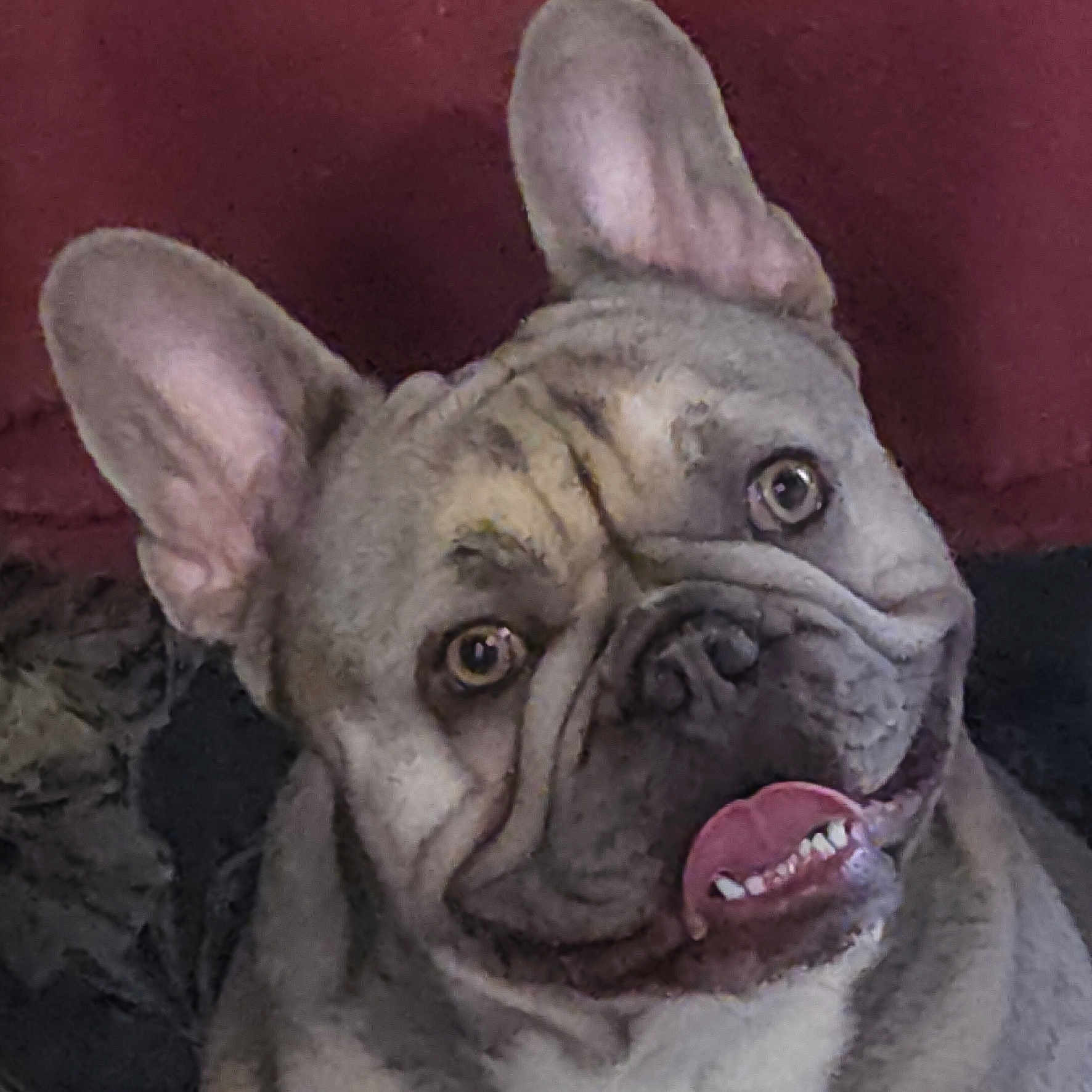 Ulysse participe au concours pour gagner de l'argent avec cette photo : animal, canine, close_up, companion, cute, dog, domestic_animal, ears, expression, face, french_bulldog, friendly, fur, indoor, looking, mammal, pet, portrait, smiling, tongue_out