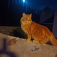Butch is registered to the contest to win money with this photo: animal, cat, dark, evening, feline, fur, mammal, moon, mystery, nature, night, orange_cat, outdoor, pet, quiet, shadow, silhouette, stone_wall, tree, wildlife