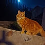 animal, cat, dark, evening, feline, fur, mammal, moon, mystery, nature, night, orange_cat, outdoor, pet, quiet, shadow, silhouette, stone_wall, tree, wildlife