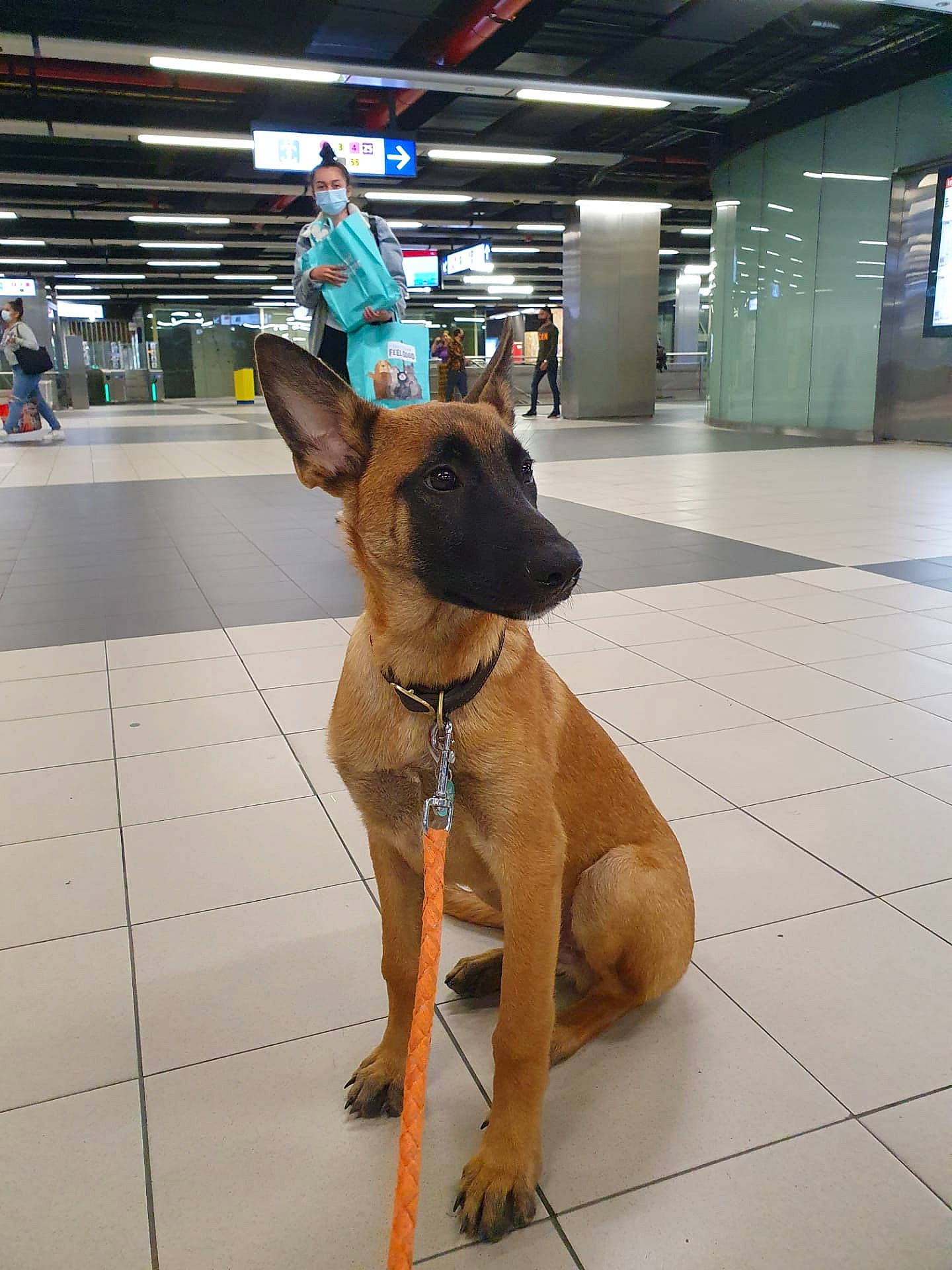 Sky a rejoint le concours — aidez-le/la à gagner de superbes lots ! canidae, carnivore, collar, companion_dog, dog, dog_breed, dog_collar, dog_supply, fawn, fixture, flooring, liver, non_sporting_group, pet_supply, sporting_group, terrestrial_animal, tile_flooring, working_animal, working_dog