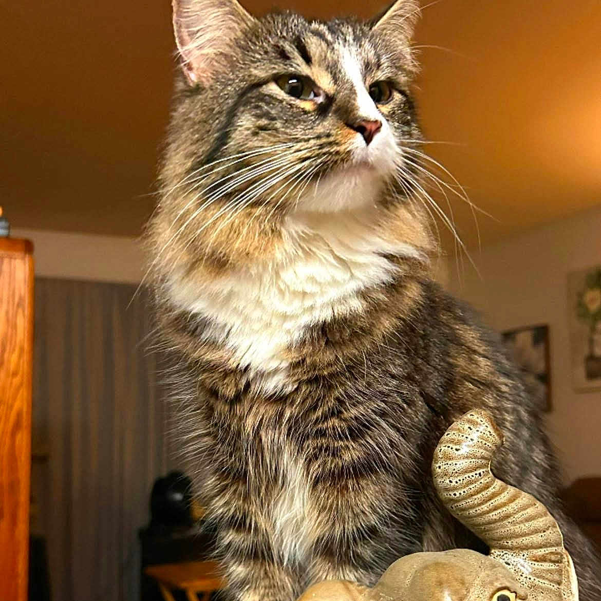 Jelly Belly